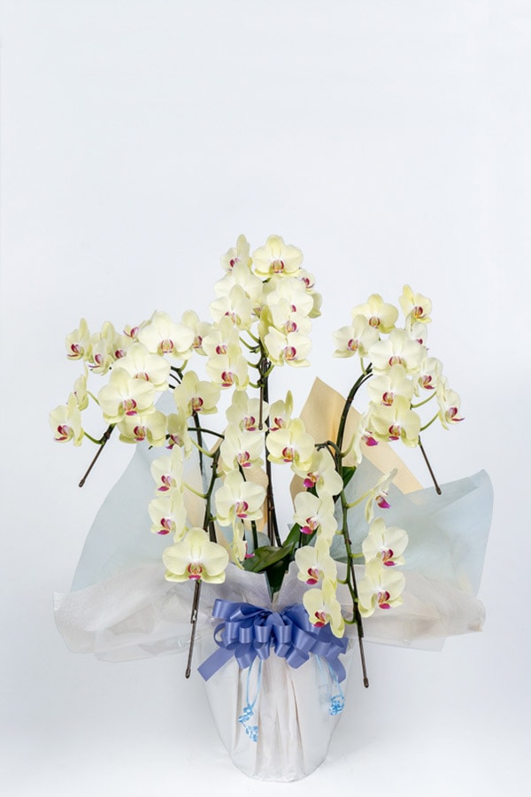 か*か様 胡蝶蘭(琴！) か*か様 胡蝶蘭(琴！) か*か様 胡蝶蘭(琴！) 胡蝶蘭