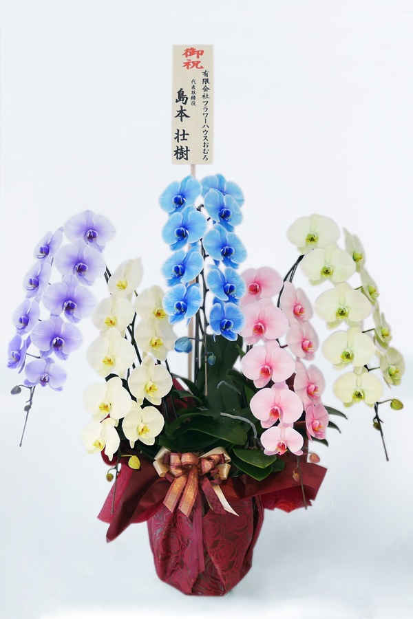 お届けまでに10営業日以上】京都 お誂え色付き胡蝶蘭 5本立 | 胡蝶蘭