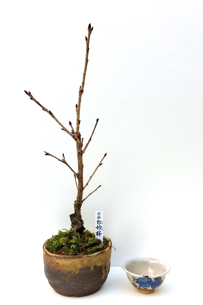 現在販売調整中】【数量限定】京都小鉢（ミニ盆栽）京桜シリーズ