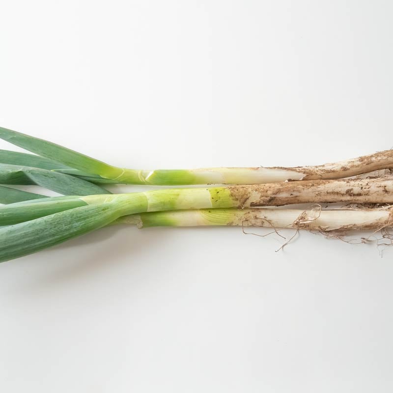 長ネギ