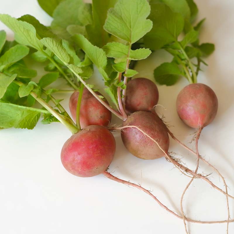 二十日大根（ラディッシュ）