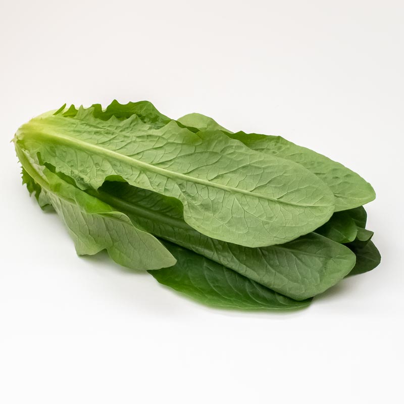 ロメインレタス