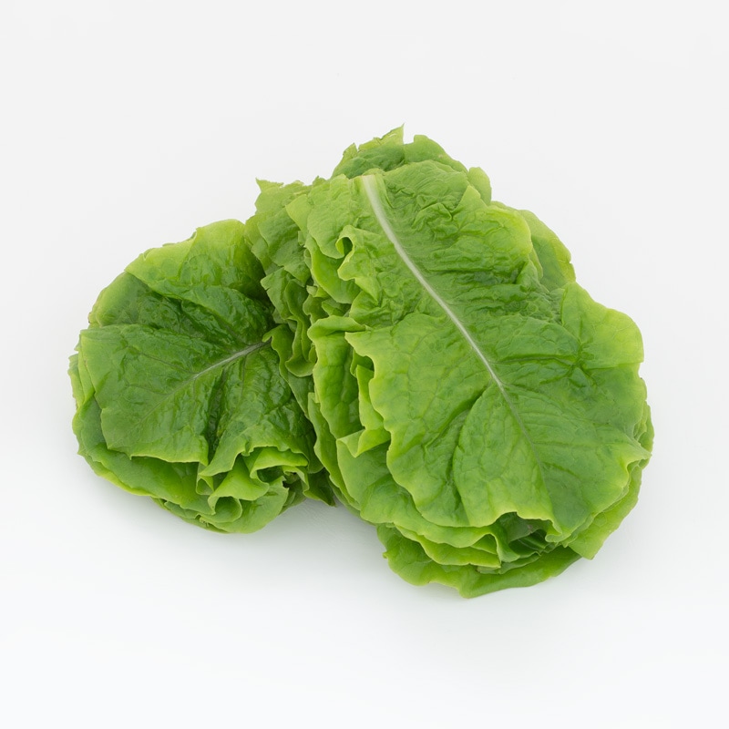 カッティングレタス（サンチュ）