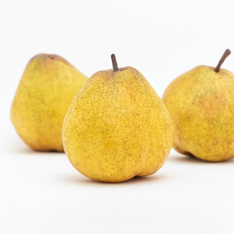 【同梱不可】幻の洋なし“ラ・ネージュ”