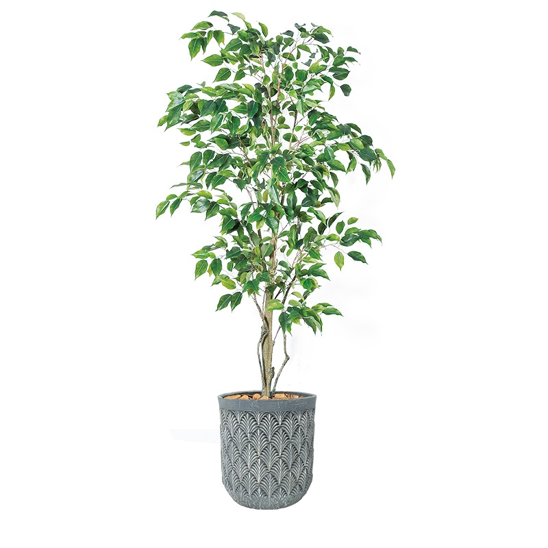 フェイクグリーンポット　ファイカスツリー　（配送地域：大阪市内限定）　最短5営業日納品可