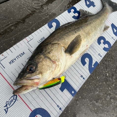 【ネコポス不可】fimoメジャーワイド【メッシュ】