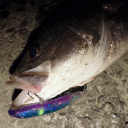 ネコポス対応】スカーナッシュ120F | fimo,オリカラルアー