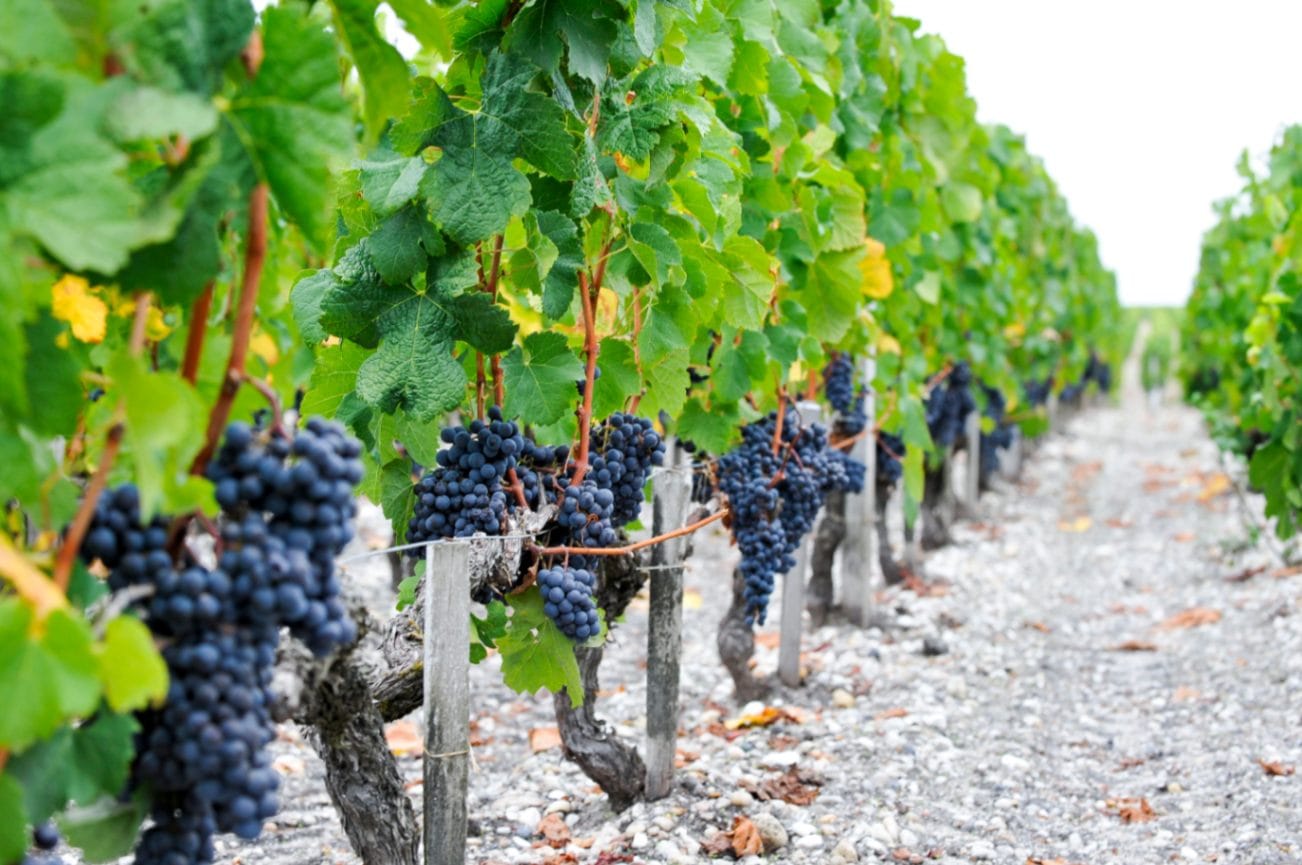 ムートン カデ ルージュ クラシック | fisワイン倶楽部（フィスワイン