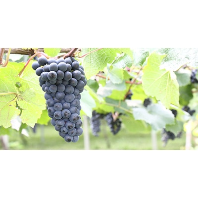 ミュゼ ドゥ ヴァン オアシス ブラッククイーン スパークリング