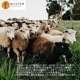 BLISTER WOOL �֥ꥹ���������� Prevention Pack Regular 20g �����ݸ� �������к� ����ऱͽ�� ��֤���ͽ�� �ޤ� �л� �ϥ����� ����ȥ�ޥ饽�� �ȥ�å��� �ȥ쥤����˥� �ȥ���