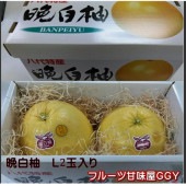 晩白柚 化粧箱 サイズ L 2玉入り 熊本産 80サイズ
