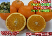 【セット】木成り完熟 紅八朔 訳あり 1セット1.5kg 熊本産 2セット購入で1セットおまけ!3セット購入で3セットおまけ! 60サイズ 坂本果樹園