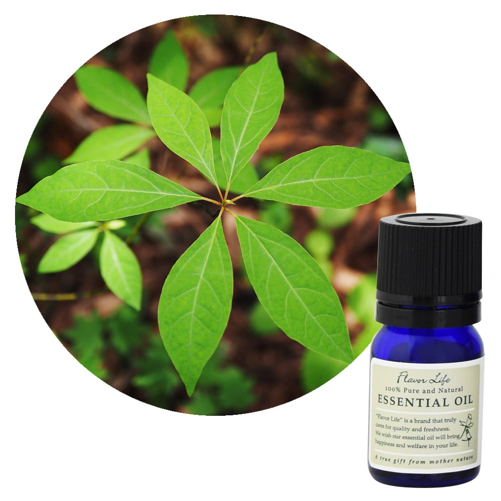 ���������ۥ����⥸