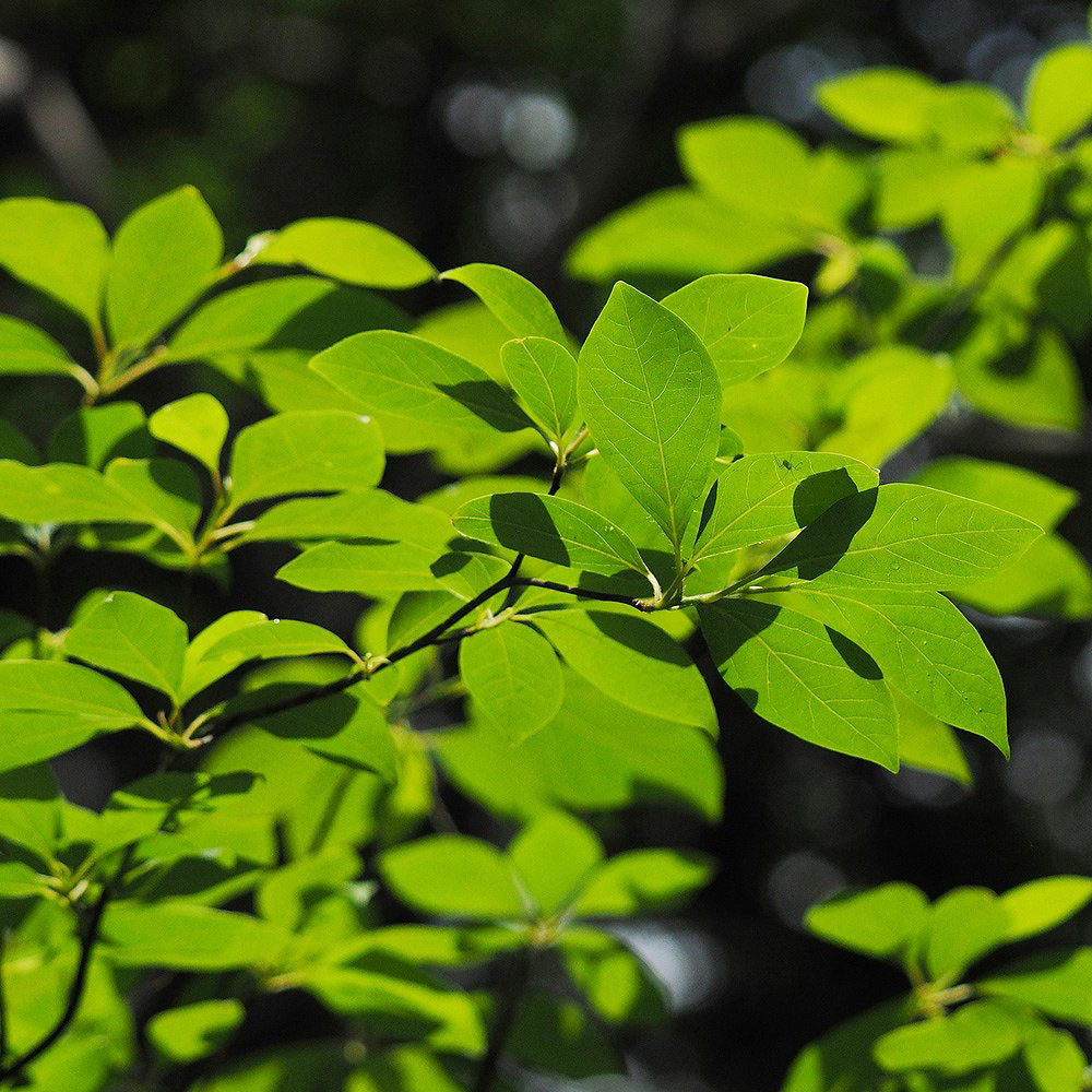 ���������ۥ����⥸