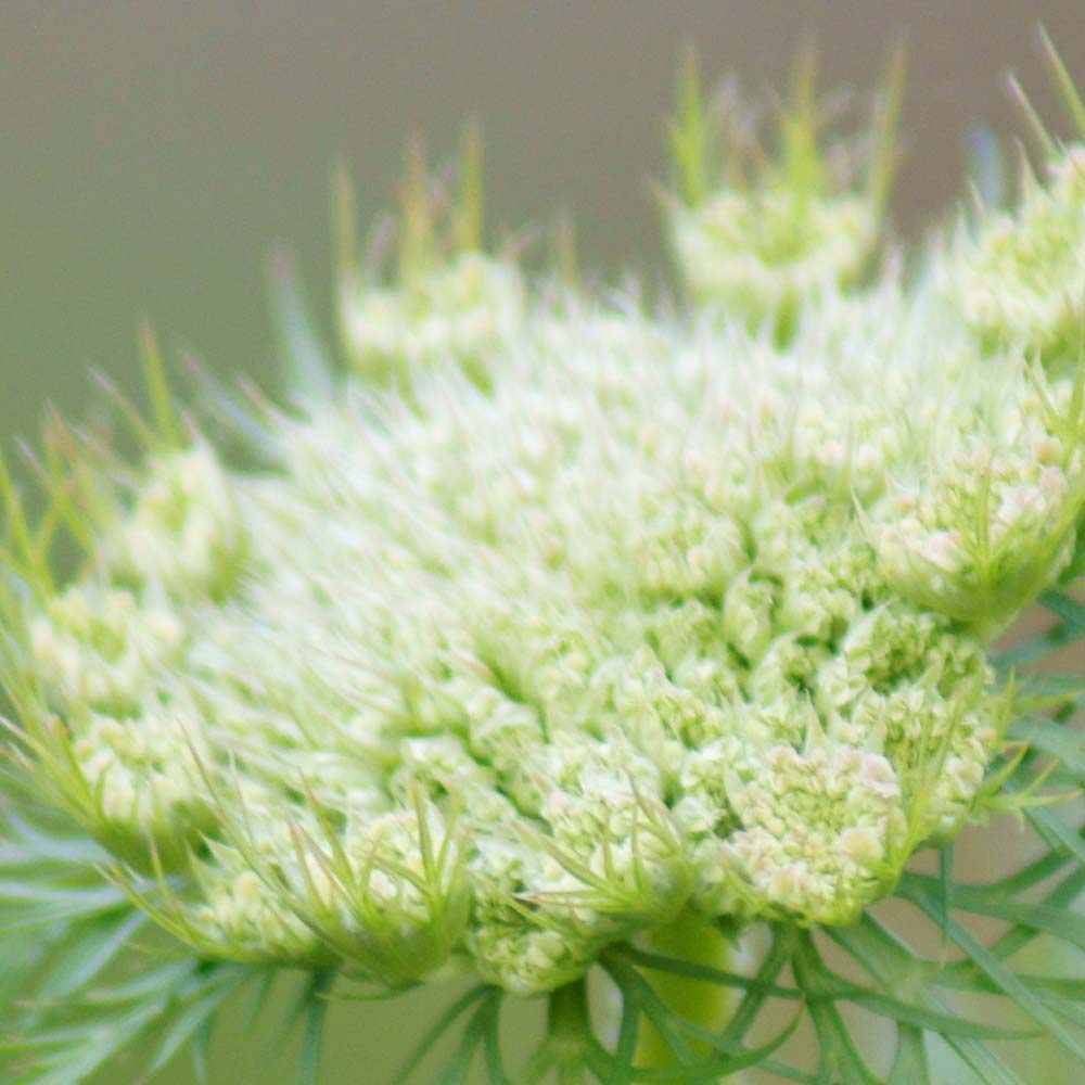 ڥե졼С饤աۥåȥ