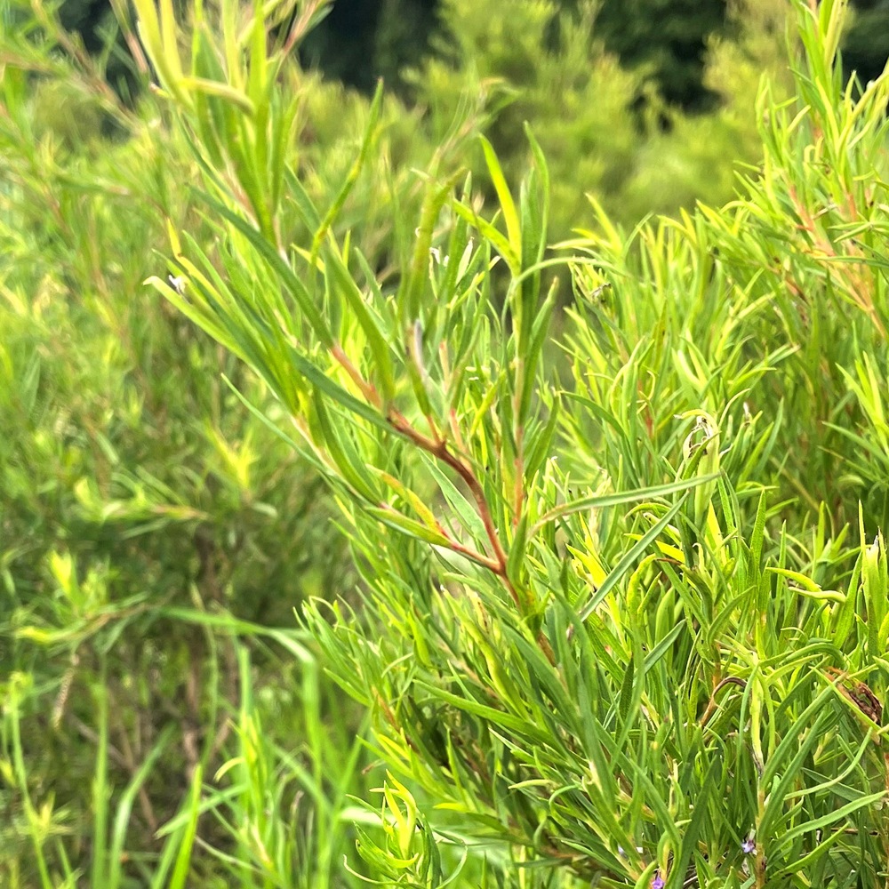 �ڥե졼�С��饤�աۥ����꡼��