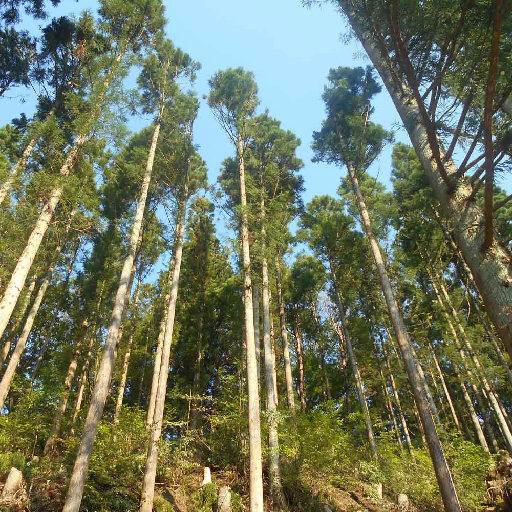 ���������ۿ���������