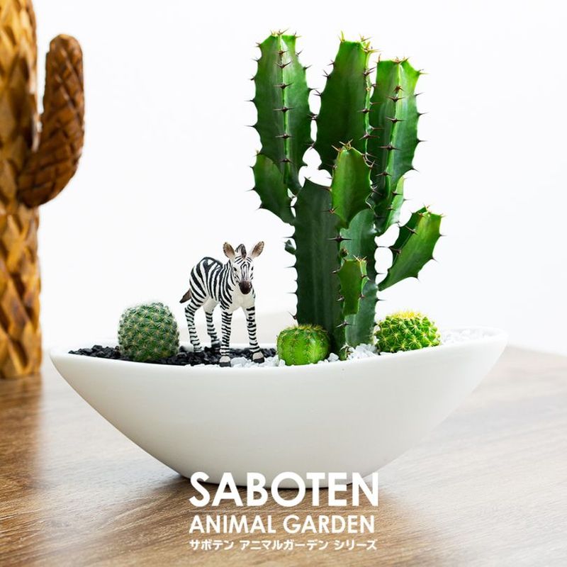 サボテンギフト 寄せ植え 舟形タイプ カクタス 大雲閣 アニマルサボテン 選べる動物フィギュア付