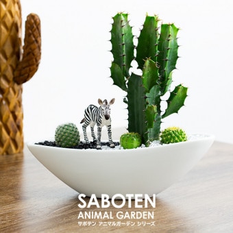 サボテンギフト 寄せ植え 舟形タイプ 大雲角 選べる動物フィギュア付