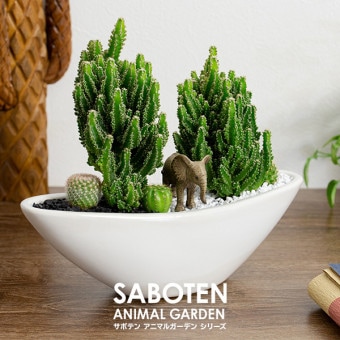 サボテンギフト 寄せ植え 舟形･大タイプ 電磁波サボテン セレウス 選べる動物フィギュア付