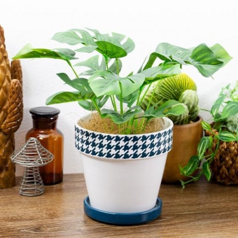 緑の癒し グリーンインテリア モンステラ