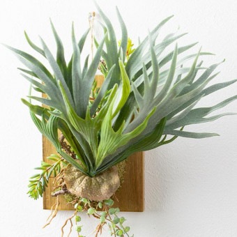 ビカクシダ ウォールハンギング アカシア