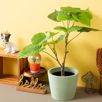 オシャレな緑インテリア ウンベラータ