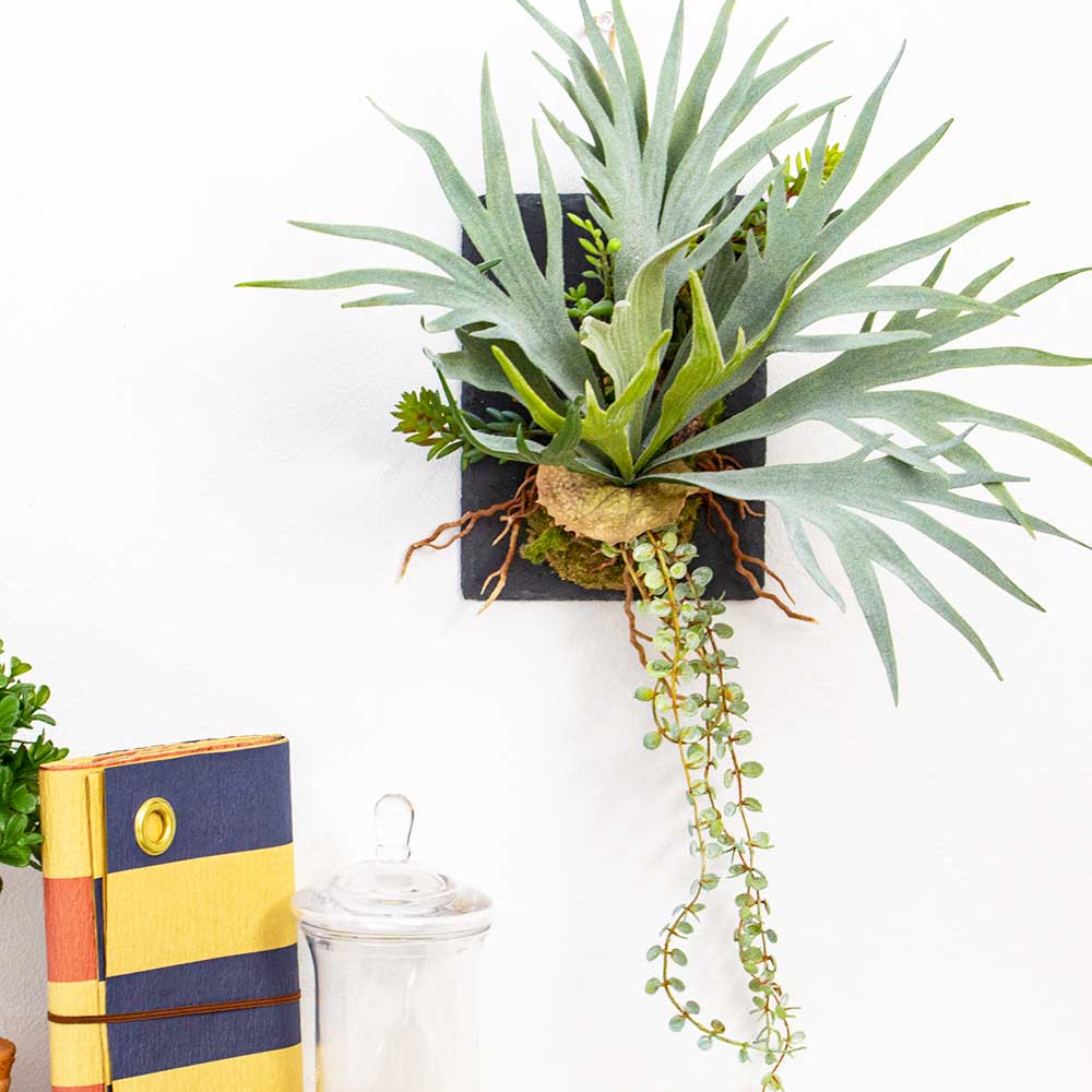 グリーンギフト ビカクシダ ハンギング