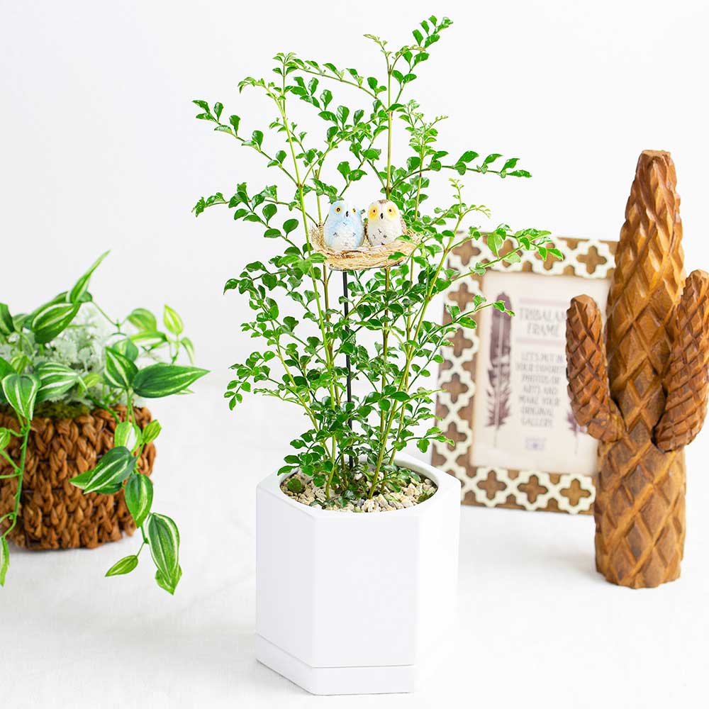 その他観葉植物 moomooo Amazon｜フラワーコーポレーション ミリオンバンブー 万年竹