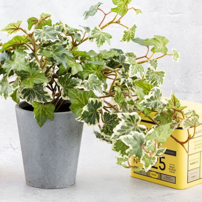 イングリッシュアイビー ポット フェイクグリーン