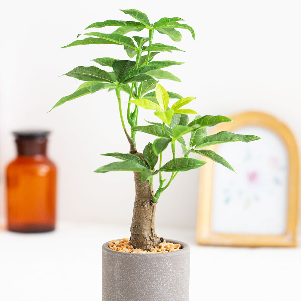 パキラ セメントポット フェイクグリーン