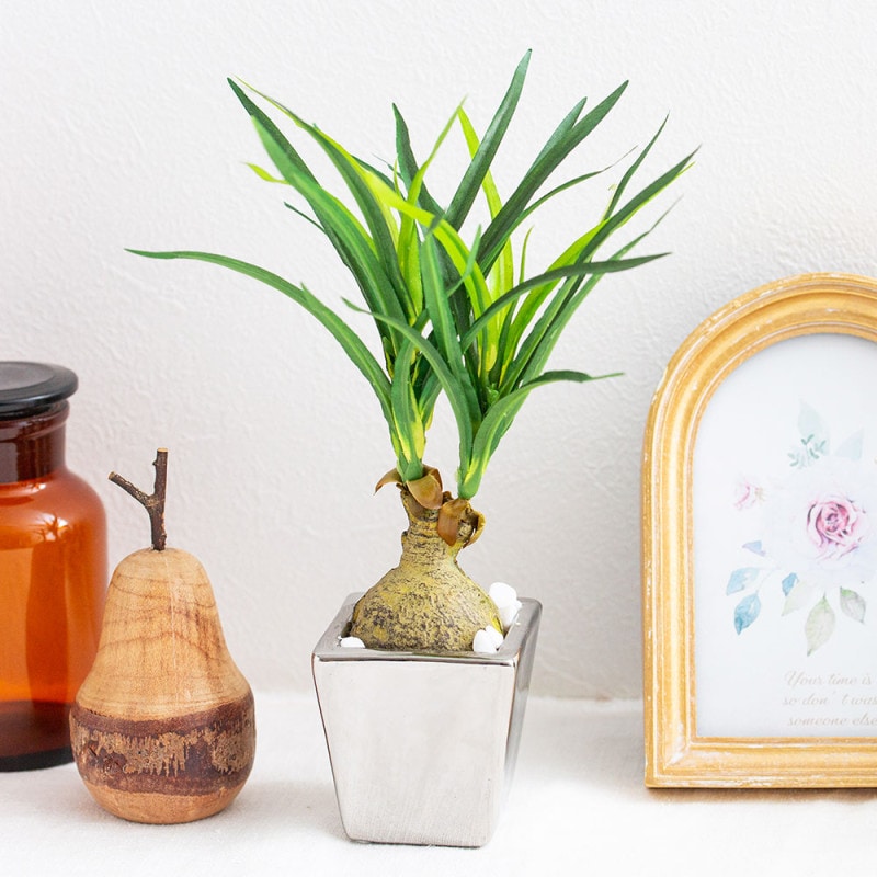 ノリナ ポット フェイクグリーン