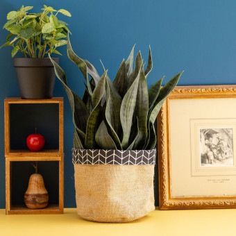 サンセベリア 長く続く事を願う縁起物ギフト フェイクグリーン