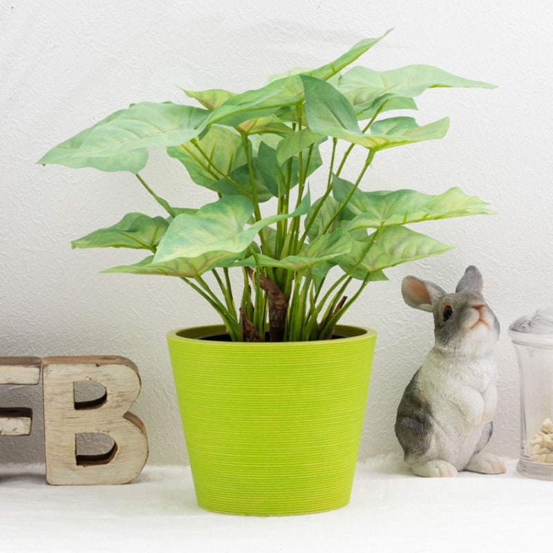 シンゴニウム フェイクグリーン