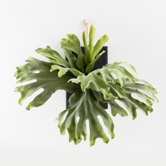 ビカクシダ ウォールハンギング ストレート フェイクグリーン