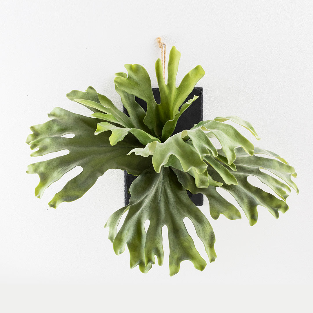 ビカクシダ ウォールハンギング ストレート フェイクグリーン