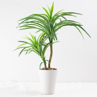 ユッカ フェイクグリーン