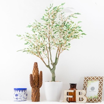 フィカス ベンジャミン フェイクグリーン