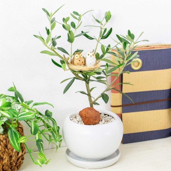 観葉植物 オリーブの木と幸福の鳥フクロウ 受皿付