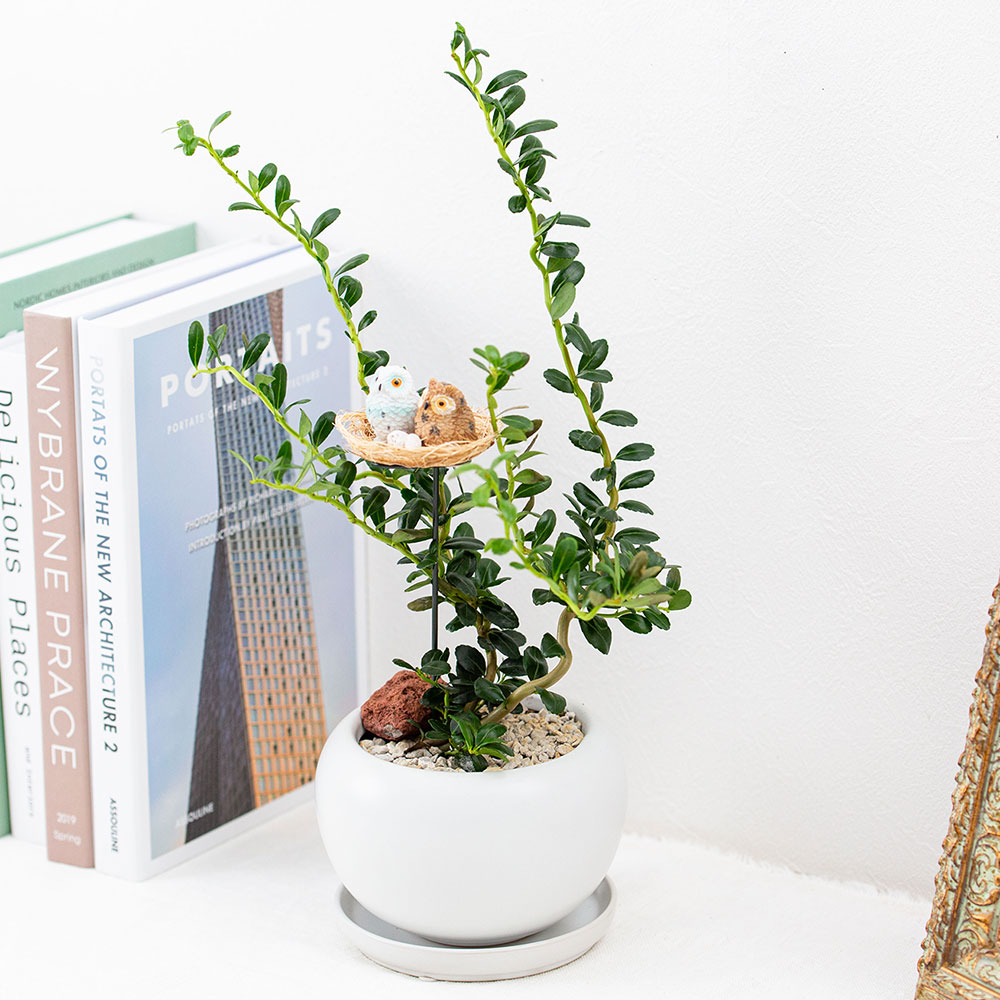 観葉植物 雲竜ツゲと幸福の鳥フクロウ 受皿付