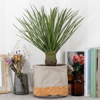 ユッカ　ロストラータ フェイクグリーン