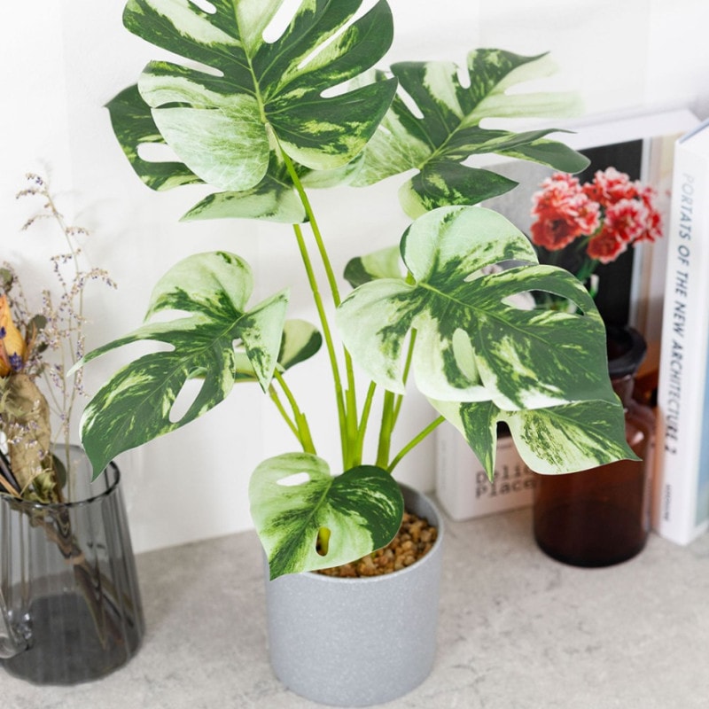 モンステラ バリエガータ セメントポット