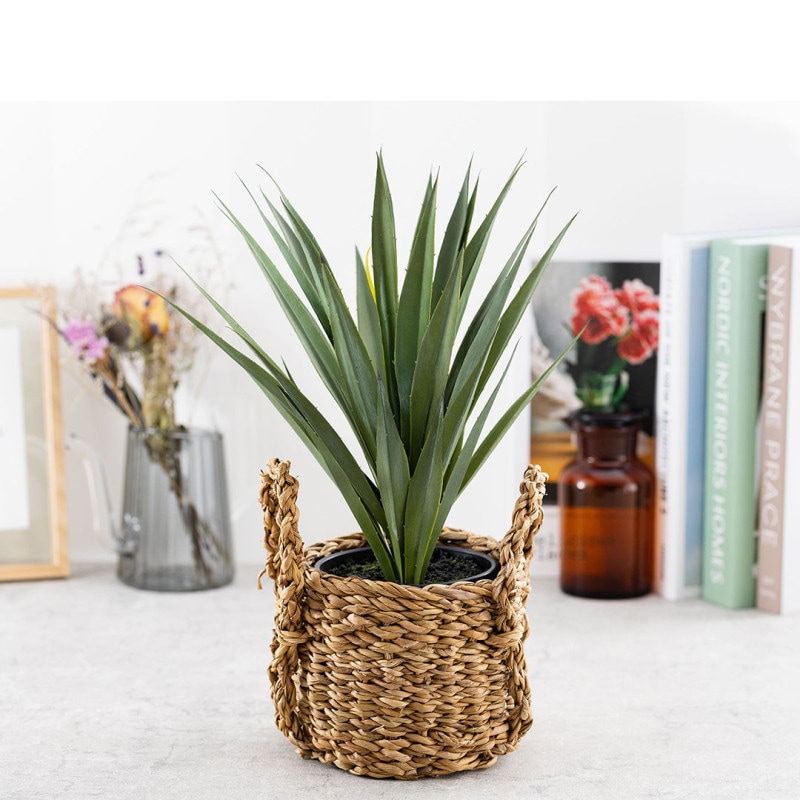 アガベ サイザラーナ ポット