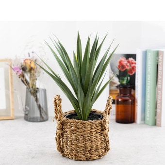 アガベ サイザラーナ ポット