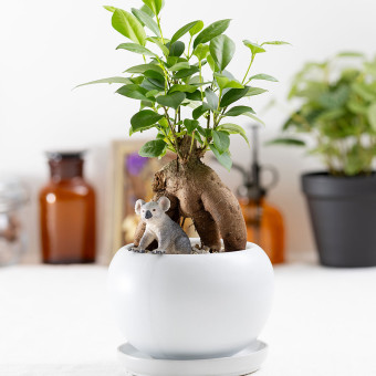 観葉植物 ガジュマル 動物フィギュア付き 育て方説明書付