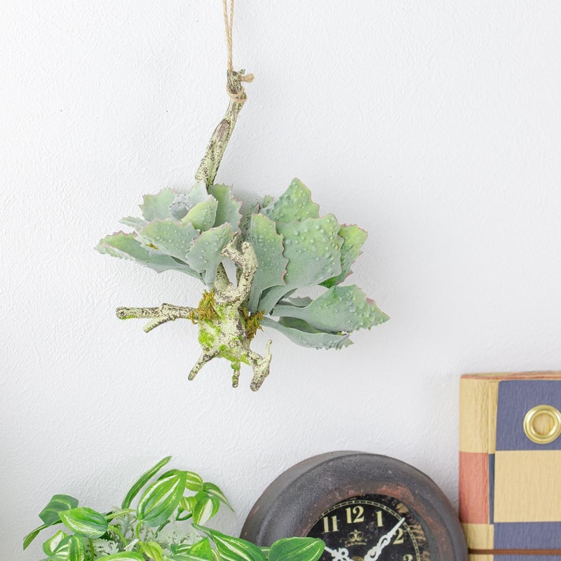 フェイクグリーン カランコエ着生