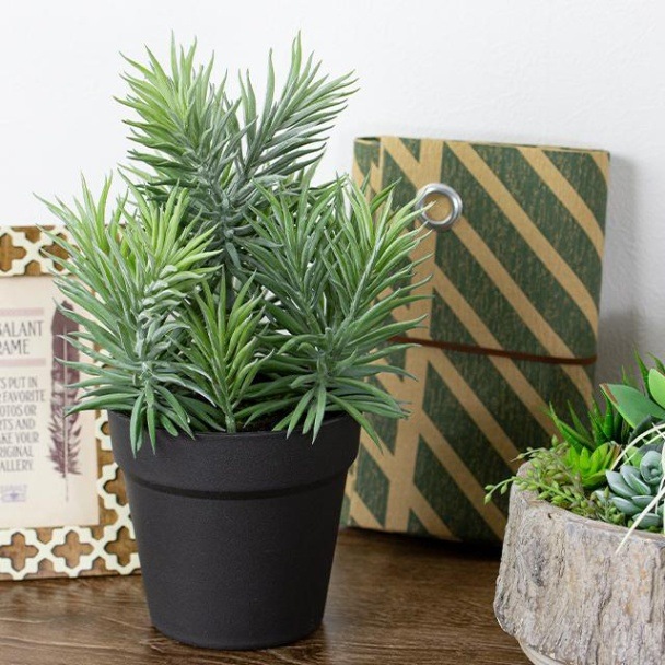 ボリューム満点 緑で溢れるセネシオPOT