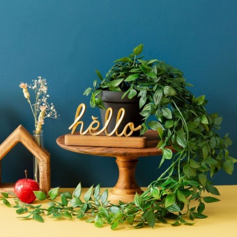 フィカス シャングリラ ポット