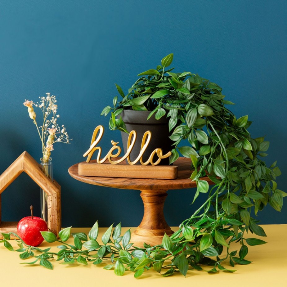 フィカス シャングリラ ポット