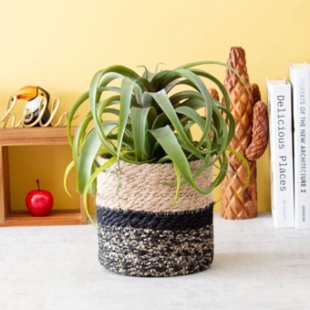 キセログラフィカ ポット フェイクグリーン 光触媒加工